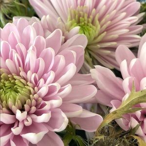 Meet your Posher, Marisa